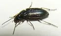 Stenolophus fuliginosus - photo 3