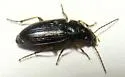 Stenolophus fuliginosus - photo 4