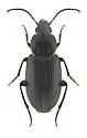 Stenolophus fuliginosus - photo 5