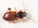 Stenolophus fuscatus - Stenolophus fuscatus