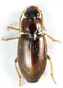 Stenolophus fuscatus - photo 2