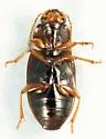 Stenolophus fuscatus - photo 3