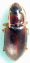 Stenolophus fuscatus - photo 4