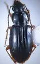 Humid Harp Ground Beetle - Stenolophus humidus
