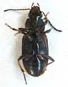 Stenolophus incultus - photo 2