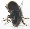 Stenolophus incultus - photo 3
