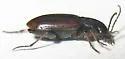 Stenolophus incultus - photo 4