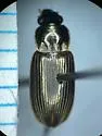 Stenolophus incultus - photo 5