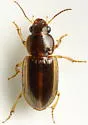 Stenolophus infuscatus - photo 2