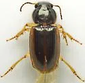 Stenolophus infuscatus - photo 3