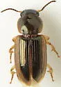 Stenolophus infuscatus - photo 4