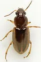 Stenolophus infuscatus - photo 5