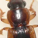LeConte's Seedcorn Beetle - Stenolophus lecontei
