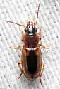 LeConte's Seedcorn Beetle - photo 2