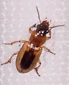 LeConte's Seedcorn Beetle - photo 4