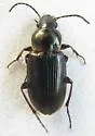Stenolophus limbalis - photo 2