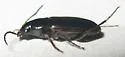 Stenolophus limbalis - photo 4
