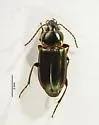 Stenolophus limbalis - photo 5