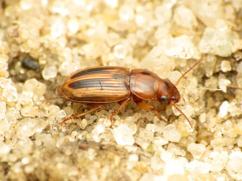 Stenolophus lineola - Stenolophus lineola