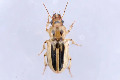 Stenolophus lineola - photo 2