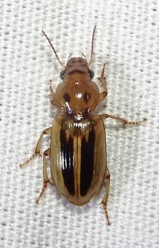 Stenolophus lineola - photo 3