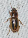 Stenolophus maculatus - photo 2