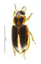 Stenolophus maculatus - photo 3