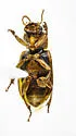 Stenolophus maculatus - photo 4