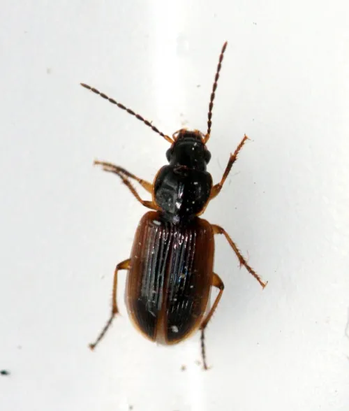 Stenolophus mixtus - Stenolophus mixtus