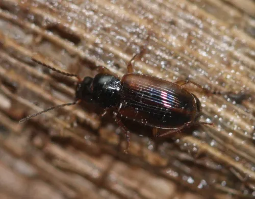 Stenolophus mixtus - photo 2
