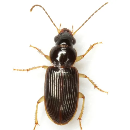 Stenolophus ochropezus - photo 2
