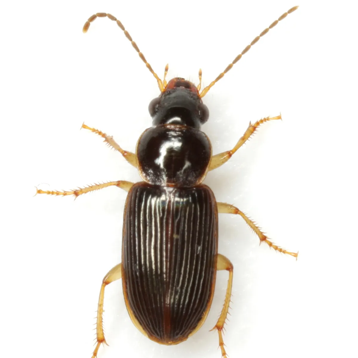 Stenolophus ochropezus - photo 3