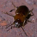 Stenolophus plebejus - photo 2