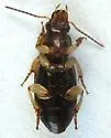 Stenolophus rugicollis