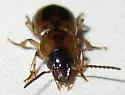 Stenolophus rugicollis - photo 2