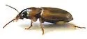 Stenolophus rugicollis - photo 3