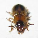 Stenolophus rugicollis - photo 4