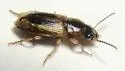 Stenolophus rugicollis - photo 5