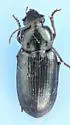 Stenolophus spretus - photo 2
