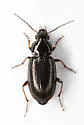 Stenolophus spretus - photo 3