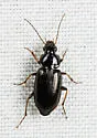 Stenolophus spretus - photo 4