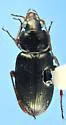 Stenolophus spretus - photo 5