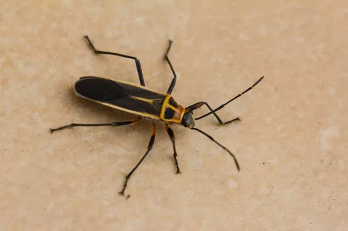 Stenomacra marginella - photo 2