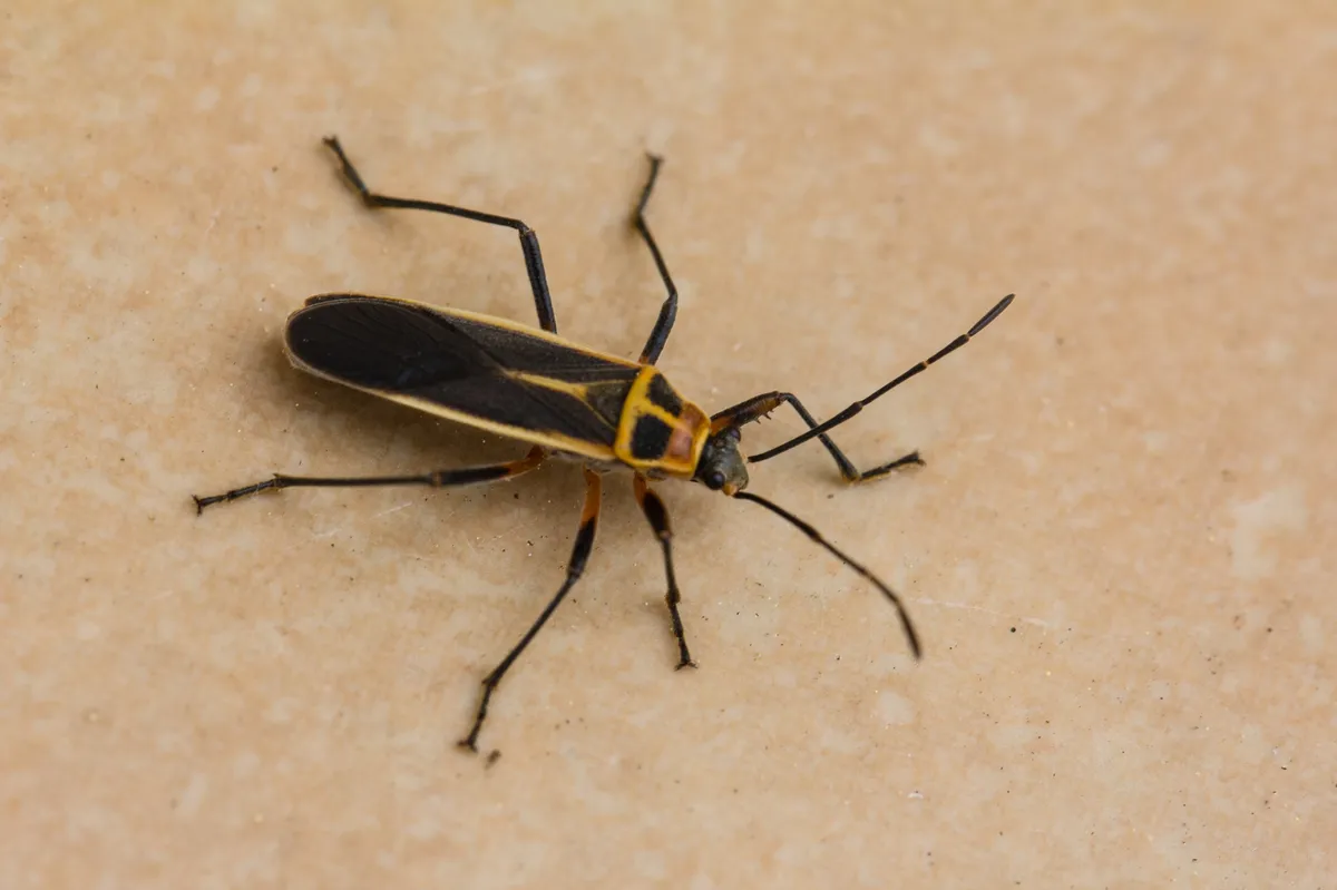 Stenomacra marginella - photo 3