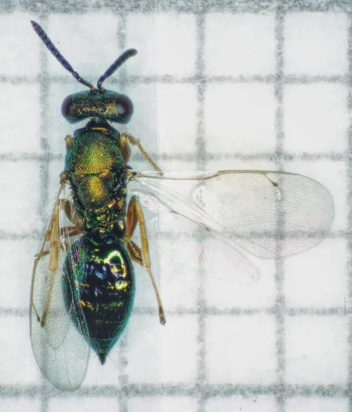Stenomalina gracilis