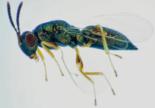 Stenomalina gracilis - photo 2