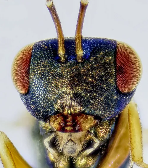 Stenomalina gracilis - photo 3