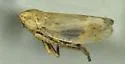 Stenometopiellus cookei
