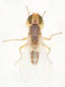 Stenomicra angustata
