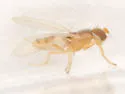 Stenomicra angustata - photo 2